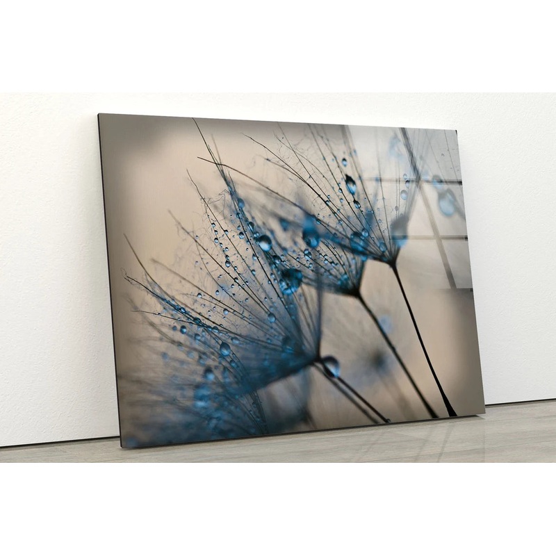 Dandelion Flowers with Waterdrops Photograph Acrylic Glass Print Tempered Glass Wall Art 100% Made in Australia Ready to Hang