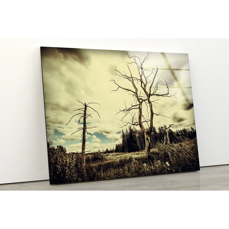 Dead Tree & Forest Photograph Acrylic Glass Print Tempered Glass Wall Art 100% Made in Australia Ready to Hang