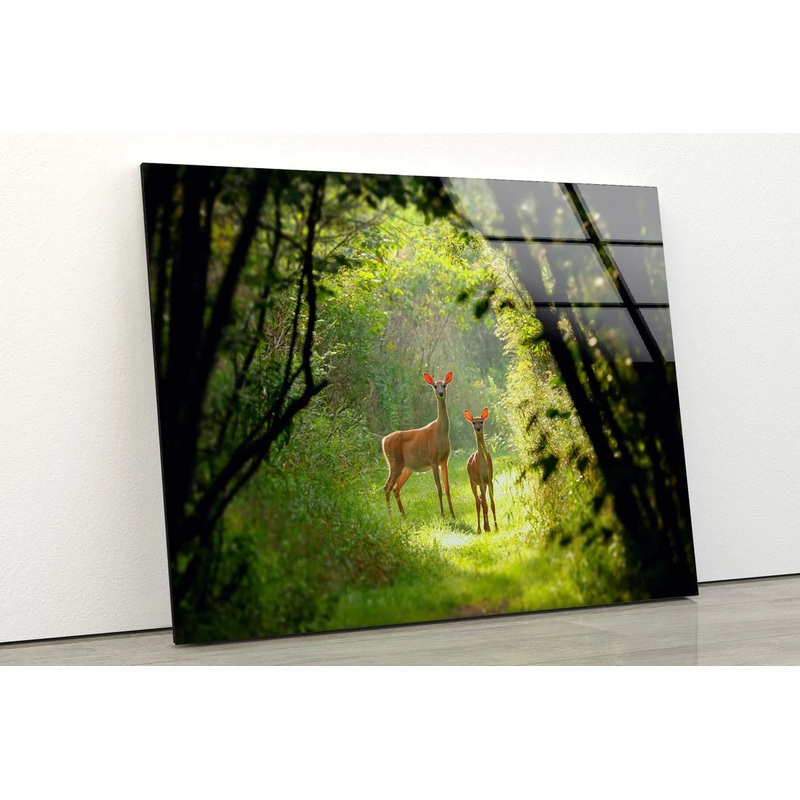 Deers in Forest Photograph Acrylic Glass Print Tempered Glass Wall Art 100% Made in Australia Ready to Hang