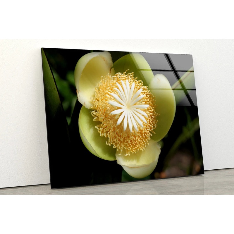 Flower Closeup Photograph Acrylic Glass Print Tempered Glass Wall Art 100% Made in Australia Ready to Hang
