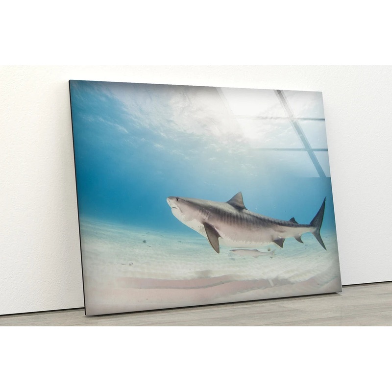 Shark in Sea Photograph Acrylic Glass Print Tempered Glass Wall Art 100% Made in Australia Ready to Hang
