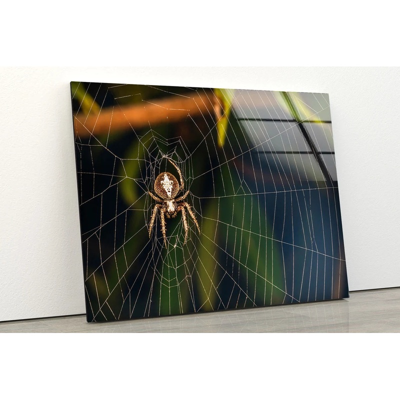 Spider on Web Photograph Acrylic Glass Print Tempered Glass Wall Art 100% Made in Australia Ready to Hang