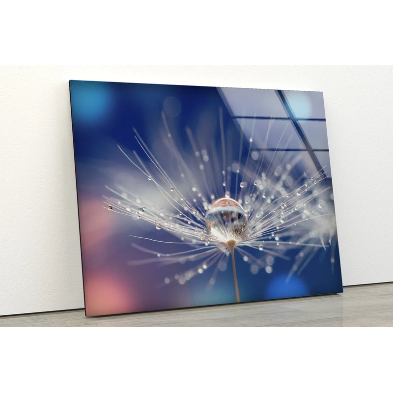Water Drops on Dandelion Flowers Photograph Acrylic Glass Print Tempered Glass Wall Art 100% Made in Australia Ready to Hang