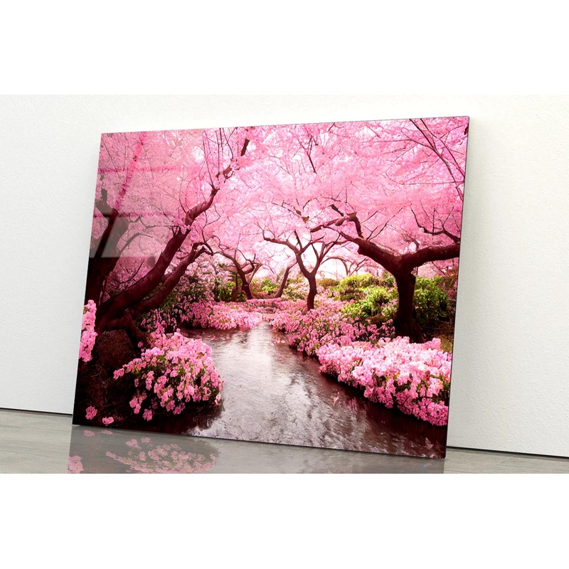 Blooming Pink Cherry Blossom Trees  Acrylic Glass Print Tempered Glass Wall Art 100% Made in Australia Ready to Hang