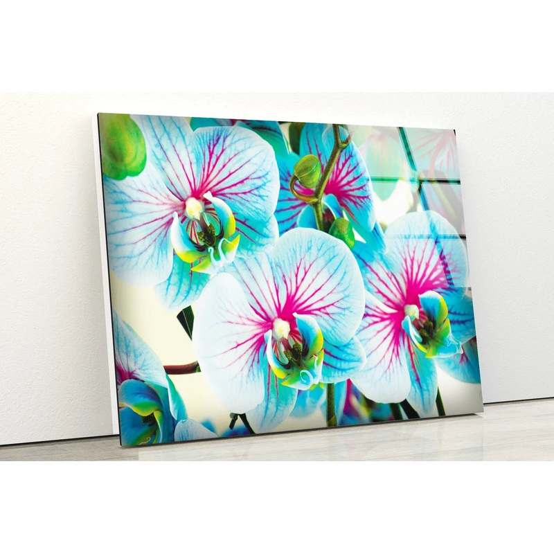 Blue Orchid Flowers Photograph Acrylic Glass Print Tempered Glass Wall Art 100% Made in Australia Ready to Hang