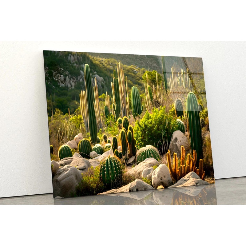 Captivating Landscape of Cacti in Mexico  Acrylic Glass Print Tempered Glass Wall Art 100% Made in Australia Ready to Hang