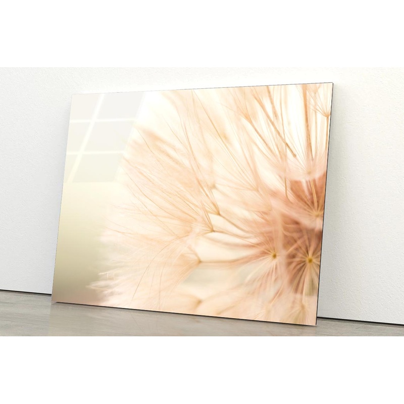 Close Up of a Dandelion with A Blurry Acrylic Glass Print Tempered Glass Wall Art 100% Made in Australia Ready to Hang
