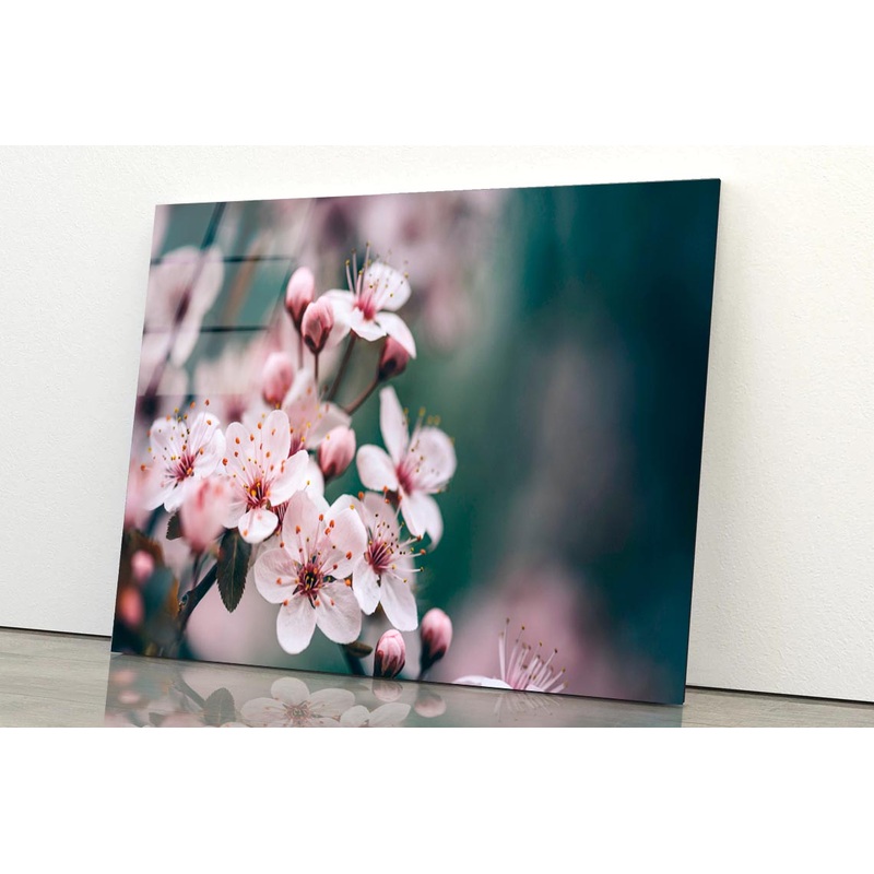 Closeup Of Spring Blossom Flower  Acrylic Glass Print Tempered Glass Wall Art 100% Made in Australia Ready to Hang
