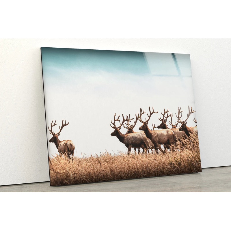 Deer Herd on Dry Grass Field Photograph Acrylic Glass Print Tempered Glass Wall Art 100% Made in Australia Ready to Hang