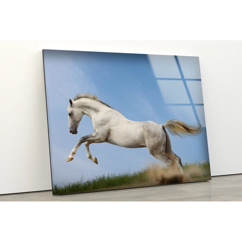 Running White Horse Photograph Acrylic Glass Print Tempered Glass Wall Art 100% Made in Australia Ready to Hang
