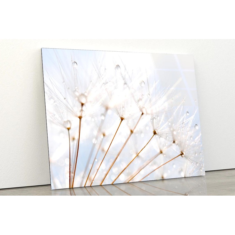 Water Droplet on Dandelion Seeds Acrylic Glass Print Tempered Glass Wall Art 100% Made in Australia Ready to Hang