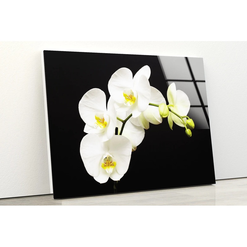 White Orchid Flowers Photograph Acrylic Glass Print Tempered Glass Wall Art 100% Made in Australia Ready to Hang
