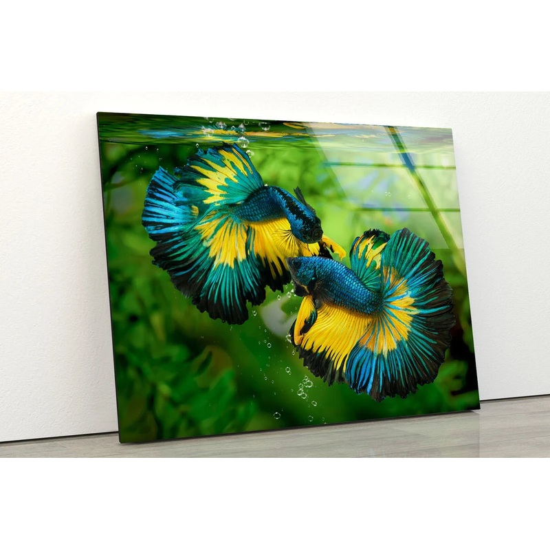 Blue & Yellow Fighter Fish Pair Photograph Acrylic Glass Print Tempered Glass Wall Art 100% Made in Australia Ready to Hang
