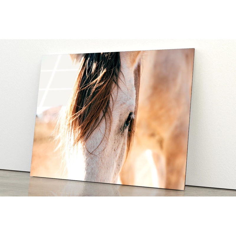 Close Up of a Horse's Head with A Sky Background Acrylic Glass Print Tempered Glass Wall Art 100% Made in Australia Ready to Hang