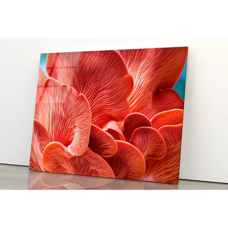 Close Up of a Mushroom Acrylic Glass Print Tempered Glass Wall Art 100% Made in Australia Ready to Hang