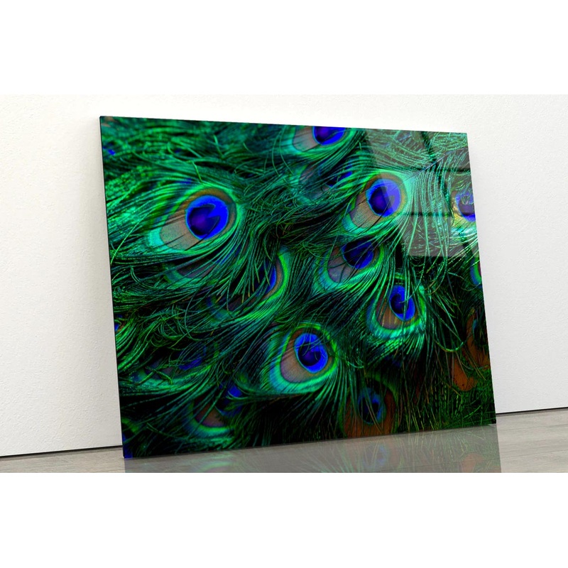 Close Up of a Peacock's Feathers with Blue Eyes Acrylic Glass Print Tempered Glass Wall Art 100% Made in Australia Ready to Hang