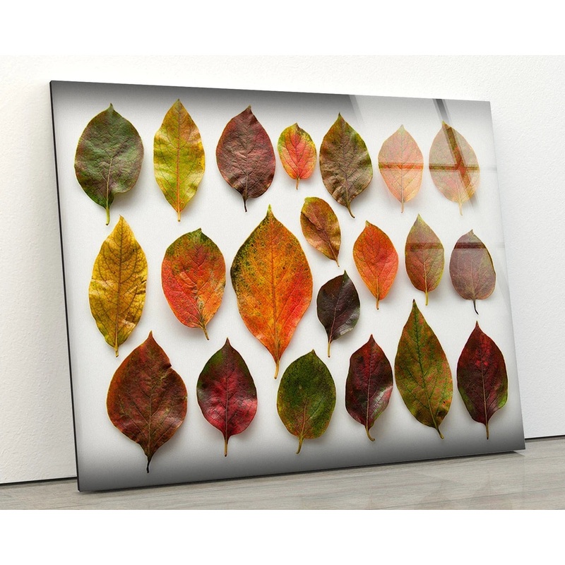 Colorful Leaves Photograph Acrylic Glass Print Tempered Glass Wall Art 100% Made in Australia Ready to Hang