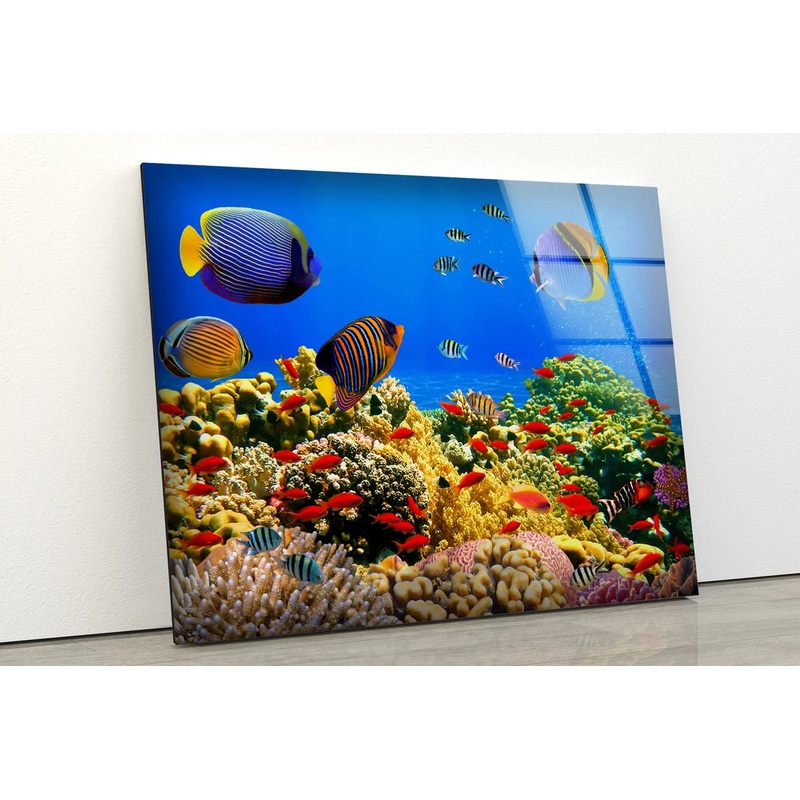 Underwater Fish Scenery View Photograph Acrylic Glass Print Tempered Glass Wall Art 100% Made in Australia Ready to Hang
