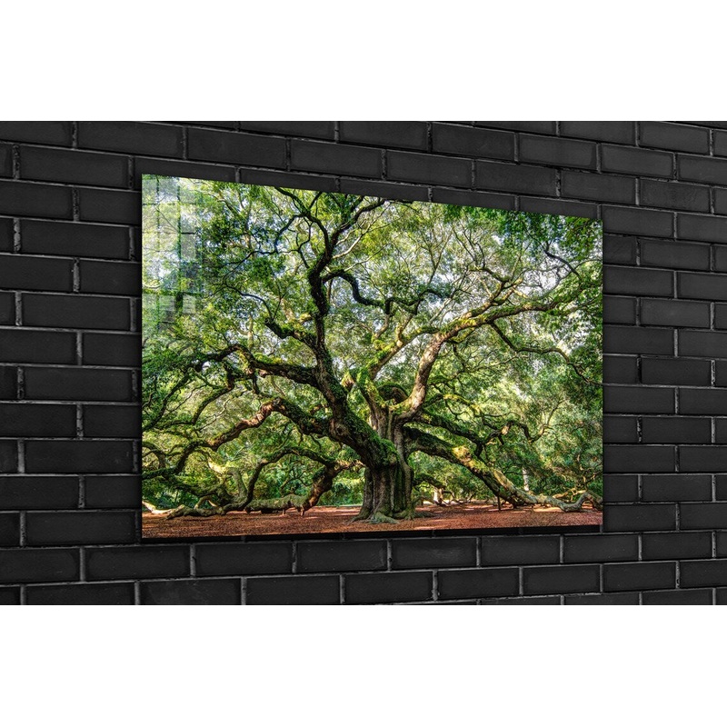 Angel Oak Tree Garden Print Tempered Glass Wall Art 100% Made in Australia Ready to Hang