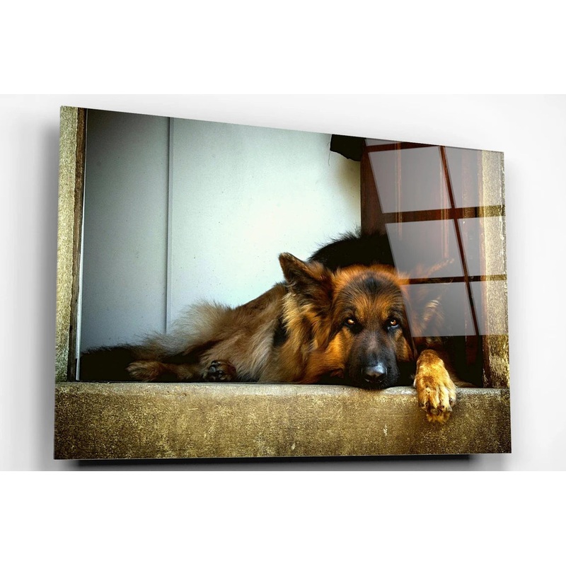 German Shepherd Acrylic Glass Print Tempered Glass Wall Art 100% Made in Australia Ready to Hang