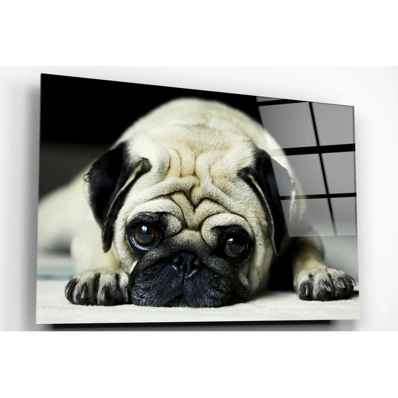 Pug Dog Acrylic Glass Print Tempered Glass Wall Art 100% Made in Australia Ready to Hang