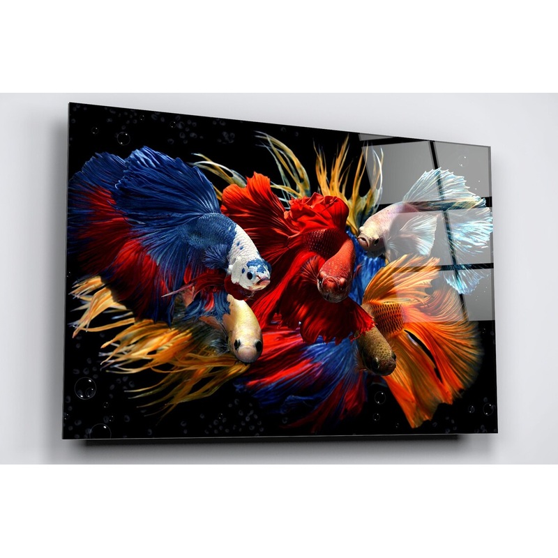 Betta Fish Acrylic Glass Print Tempered Glass Wall Art 100% Made in Australia Ready to Hang
