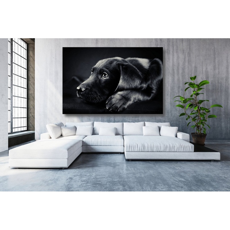 Black Labrador Acrylic Glass Print Tempered Glass Wall Art 100% Made in Australia Ready to Hang