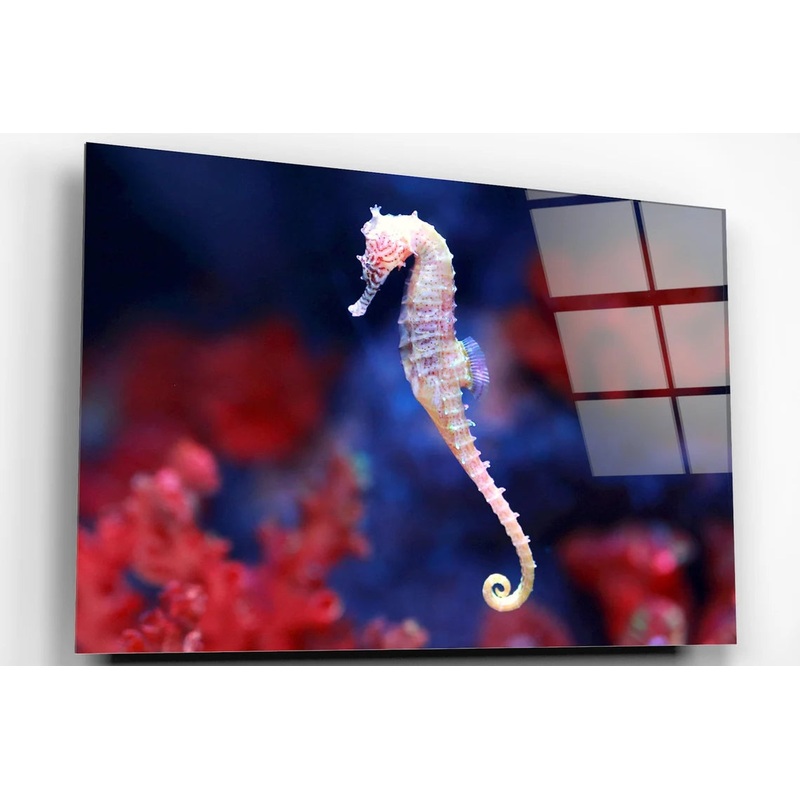 Seahorse In Water Acrylic Glass Print Tempered Glass Wall Art 100% Made in Australia Ready to Hang
