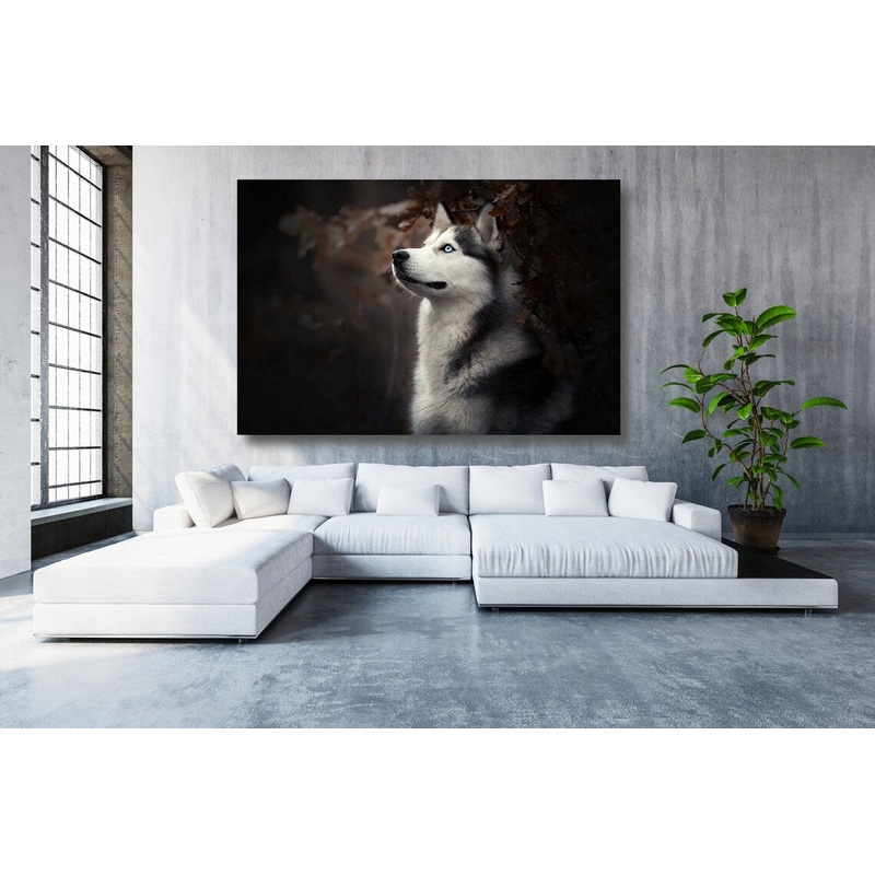 Siberian Husky Acrylic Glass Print Tempered Glass Wall Art 100% Made in Australia Ready to Hang