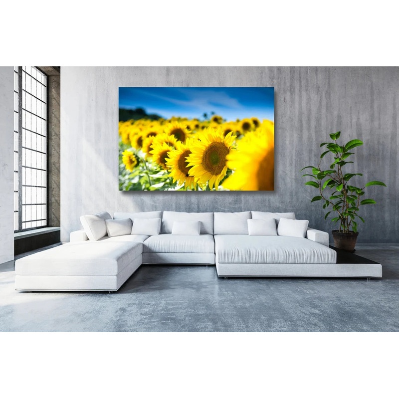 Sunflower Field Acrylic Glass Print Tempered Glass Wall Art 100% Made in Australia Ready to Hang
