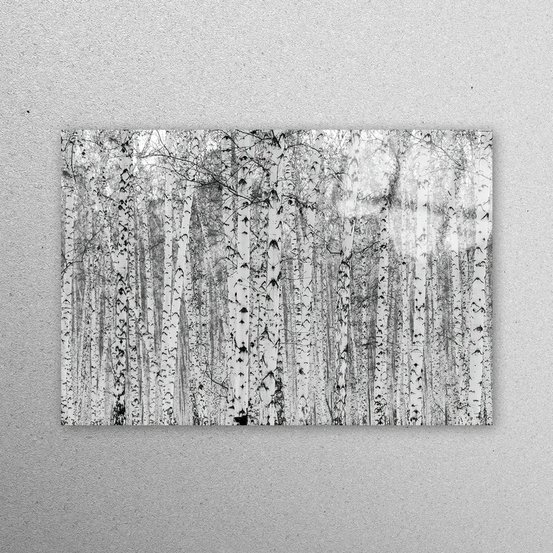 Birch Forest View Acrylic Glass Print Tempered Glass Wall Art 100% Made in Australia Ready to Hang