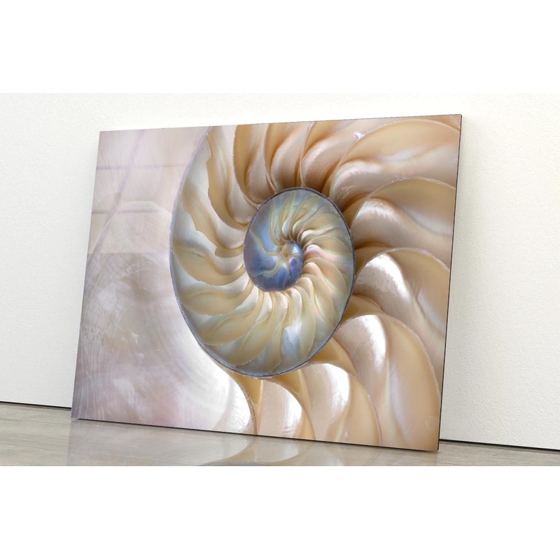 Amazing Fibonacci Pattern in A Nautilus Shell Acrylic Glass Print Tempered Glass Wall Art 100% Made in Australia Ready to Hang