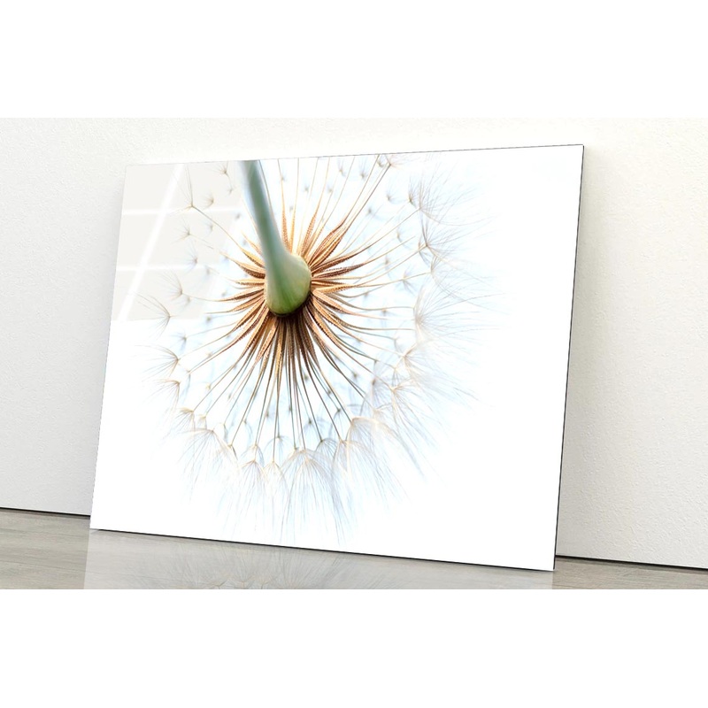 Dandelion With Seeds Blowing in The Wind Acrylic Glass Print Tempered Glass Wall Art 100% Made in Australia Ready to Hang