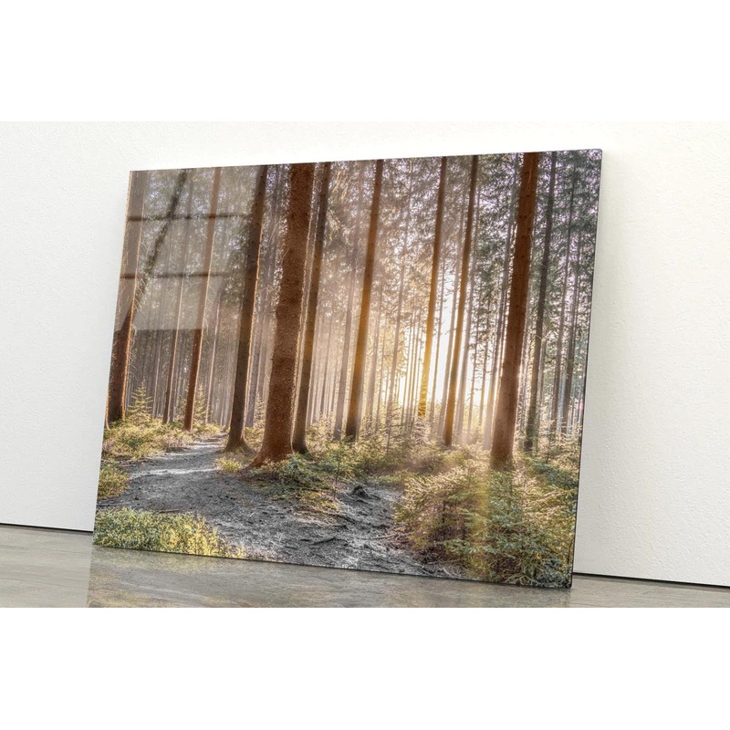 Forest With Sunrays Acrylic Glass Print Tempered Glass Wall Art 100% Made in Australia Ready to Hang