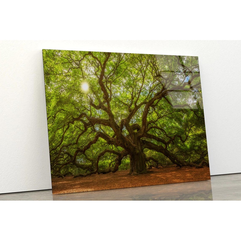 Tree With Sun Acrylic Glass Print Tempered Glass Wall Art 100% Made in Australia Ready to Hang