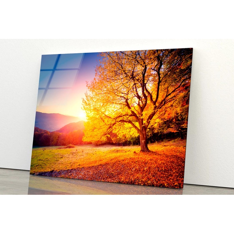 Alone Beech Tree on A Hill Slope with Sunny Acrylic Glass Print Tempered Glass Wall Art 100% Made in Australia Ready to Hang