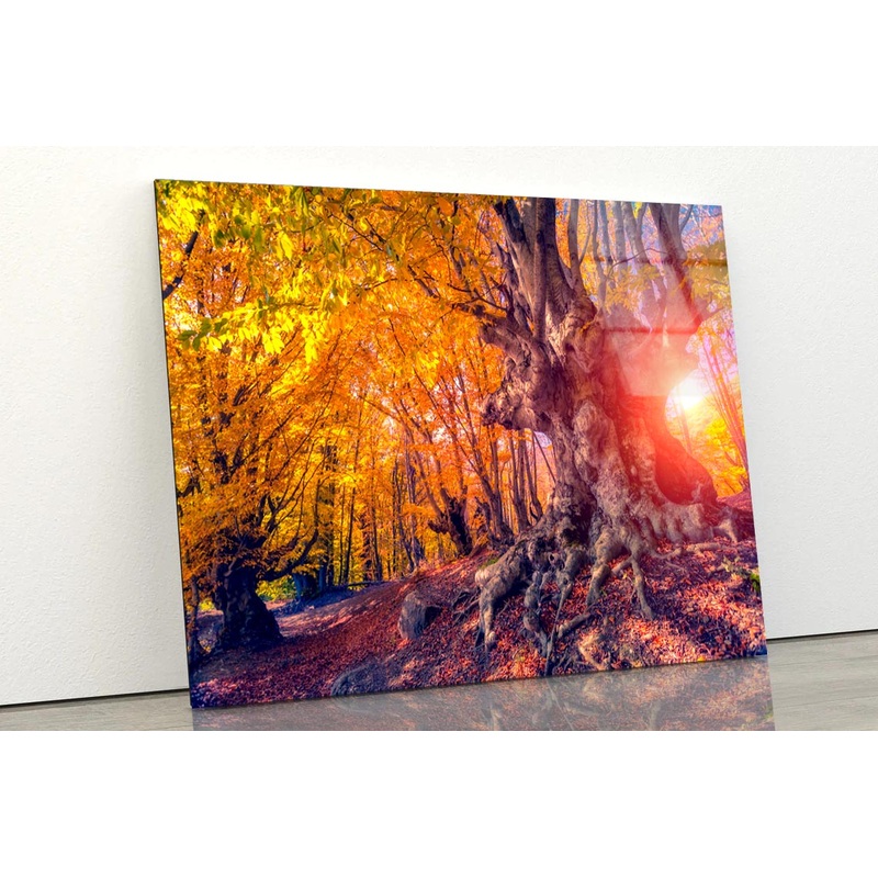 Autumn Trees Glowing by Sunlight Acrylic Glass Print Tempered Glass Wall Art 100% Made in Australia Ready to Hang
