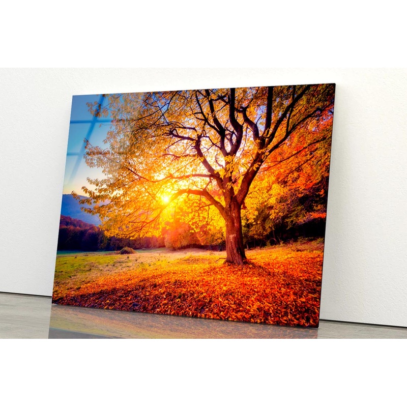 Beech Tree On a Hill Slope with Sunny Beams at Mountain Valley  Acrylic Glass Print Tempered Glass Wall Art 100% Made in Australia Ready to Hang