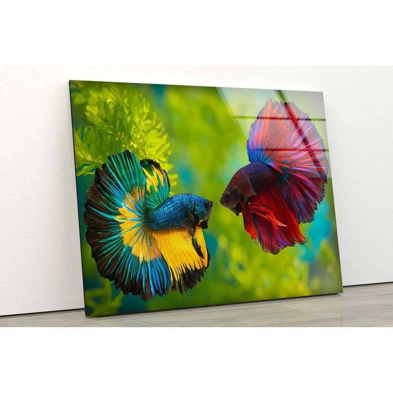 Blue & Maroon Fighter Fish Pair Photograph Acrylic Glass Print Tempered Glass Wall Art 100% Made in Australia Ready to Hang