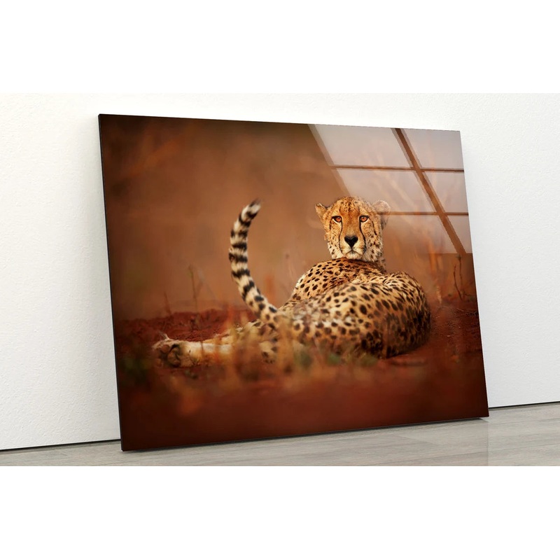 Cheetah Closeup Photograph Acrylic Glass Print Tempered Glass Wall Art 100% Made in Australia Ready to Hang