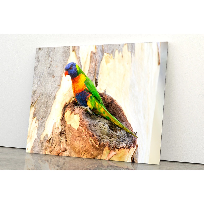 Rainbow Lorikeet Bird on Tree Acrylic Glass Print Tempered Glass Wall Art 100% Made in Australia Ready to Hang