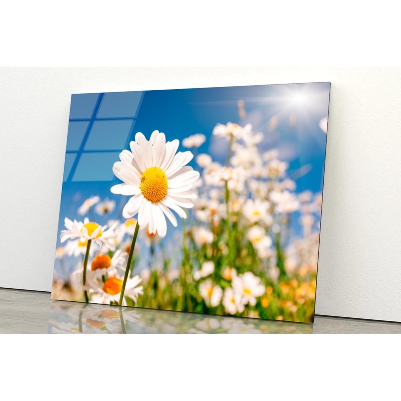 Summer Field With White Daisies on Blue Sky Acrylic Glass Print Tempered Glass Wall Art 100% Made in Australia Ready to Hang