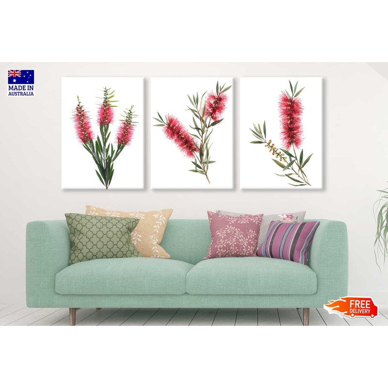 3 Set of Red Bottle Brush Flowers Photograph High Quality Print 100% Australian Made Wall Canvas Ready to Hang